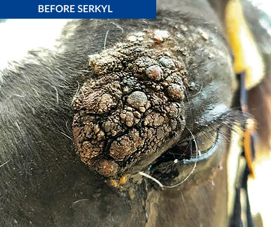Sarcoid on horse before Serkyl treatment