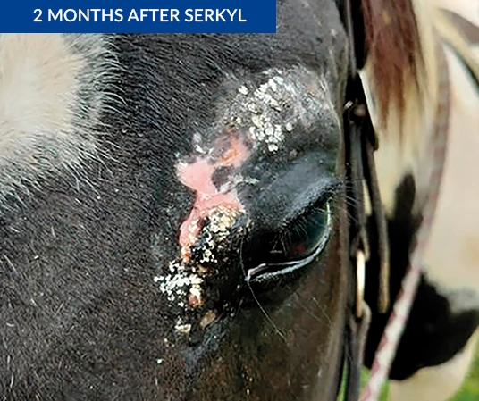 Sarcoid treated on horse after Serkyl treatment